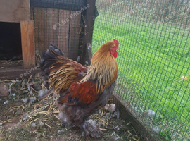 LF Brhama Cockerell for sale
