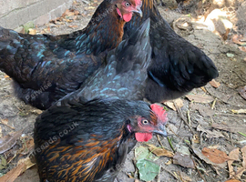 Burford brown hybrid pullets
