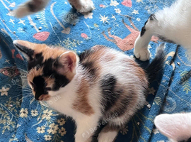 Kitten ready now