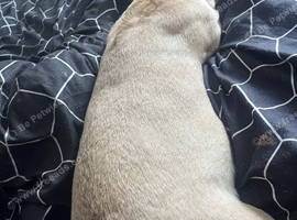 4 French bulldogs