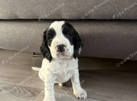 Puppy worker cocker spaniel