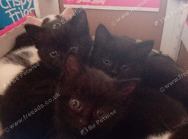 Kittens