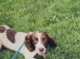 English Springer Spaniel