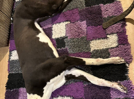 Greyhound looking for a home