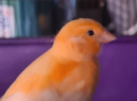 Beautiful bird