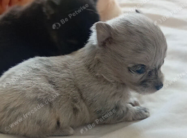 Pomeranian  x chihuahua pups merle lilac cream