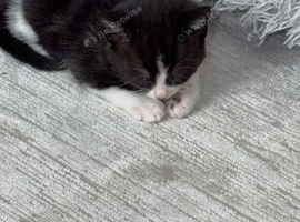Kitten