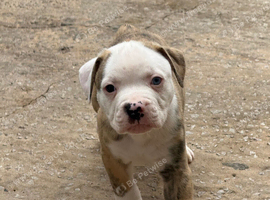 AMERICAN BULL DOG PUPPIES