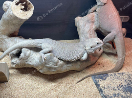 Hypo Zero Bearded dragon pair for sale