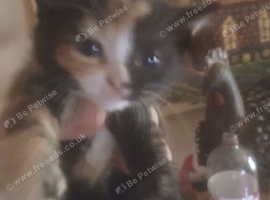 Litter of beautiful kittens