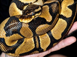 Orange dream fire ph pied