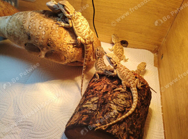 Baby bearded dragons 10 weeks old