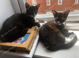 10 week old female kitten, bkack n white (tuxedo) sisters, free need to be homed together as always been attached.