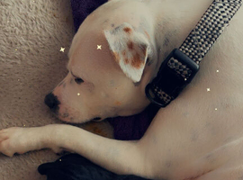 Staffy cross king Labrador