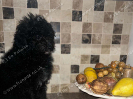 miniature poodle pups