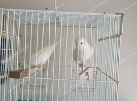 1 pair canary