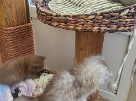 Chinchilla kittens