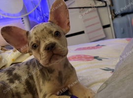 10 weeks old French bulldog pup Blue eyes with a lovely colouring