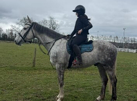 16.1/2 6yo ID x ISH Gelding