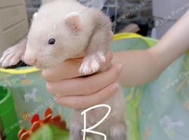 Ferret hobs