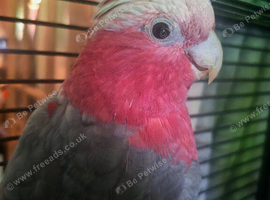 Galah cockatoo