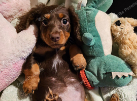 Minature daschund