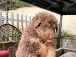 German Shepard puppies long haired