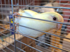 Lovely 4 month old kakareeki