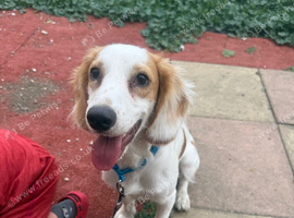 9 month cocker spaniel boy