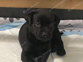 Rottie x Labrador