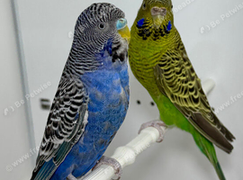 Black face Budgies for sale