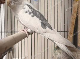 Young whiteface cockatiel for sale, includes cage