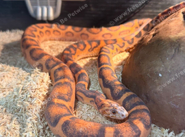 Proven male scaleless corn snake