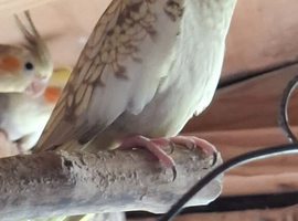 Pearl aviary cockateils