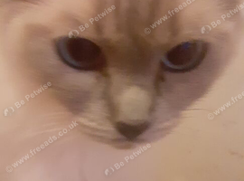 Bluepoint ragdoll kittens