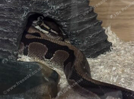 Male ball python