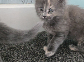Stunning maine coone kittens