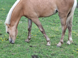 REGISTERED  SEC B PALOMINO FILLY.  ( YEARLING )