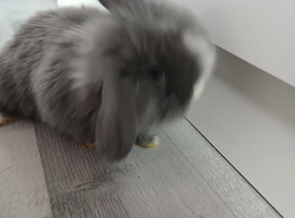 Rabbits