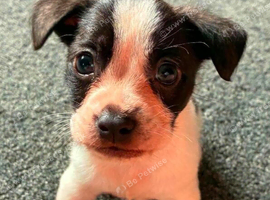 Boston pup mixed with shitsu