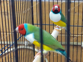 3 Handsome Male Gouldian Finches 9 months old