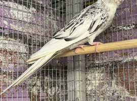 Breeding pairs cockatiels