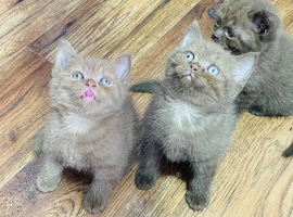 Chocolate/ cinnamon boys BSH