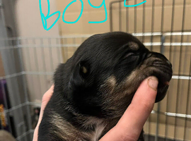 Gorgeous Canecorso/staffy/rottie pups