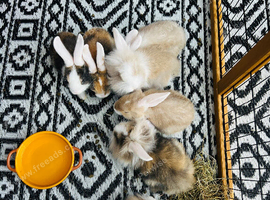 Only 4 baby lionheads left and 1 minilop