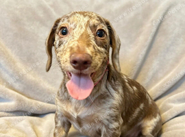 Doxiepoo Puppy &ndash; Loving Home Wanted