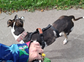 2 yr old lurcher for sale