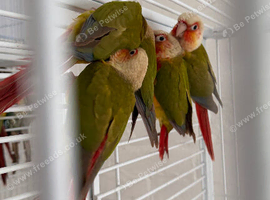 Baby conure