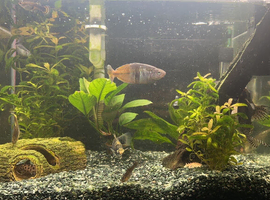 Selling 60 litre tank with fish.