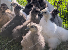 Silkie chicks - 7 week old micxed colours